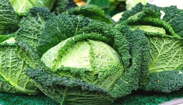 Kale gibi güçlü bir bitki (26 Aralık 2023)