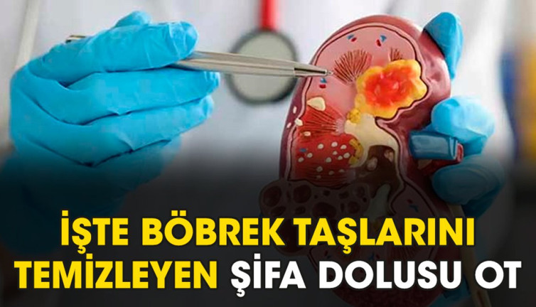 İşte böbrek taşlarını temizleyen şifa dolusu ot