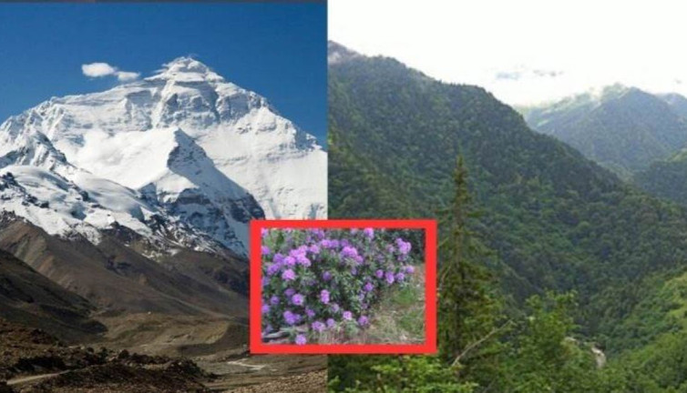 Sadece Himalaya ve Karadeniz'deki çiçeklerde var. Azı yarar çoğu zarar