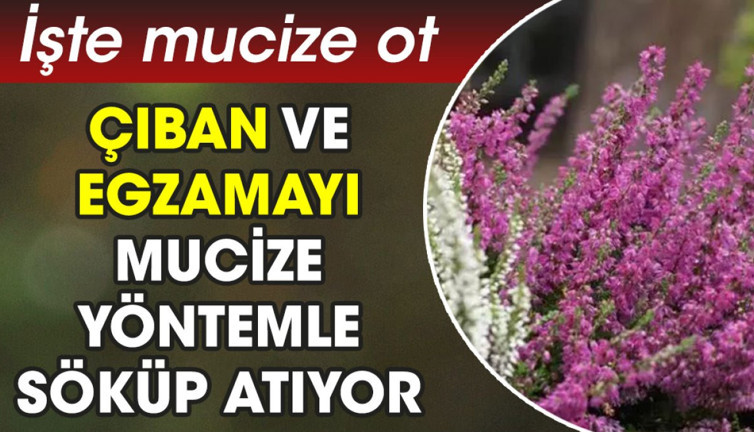Çıban ve egzamayı mucize yöntemle söküp atıyor. İşte mucize ot