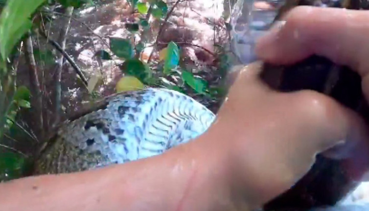 Sadece iki elini kullanarak piton yakaladı