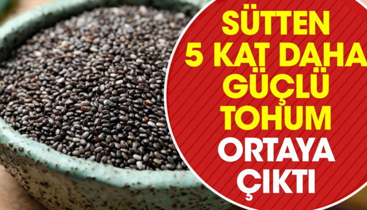 Sütten 5 kat daha güçlü tohum ortaya çıktı