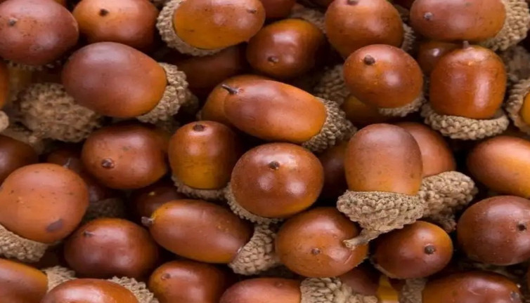 Meşe palamudunun yararları şaşırtıyor