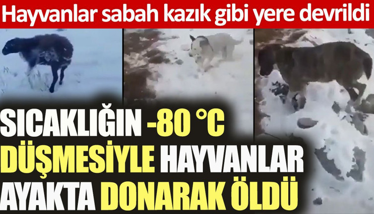 Sıcaklığın -80 °C düşmesiyle hayvanlar ayakta donarak öldü. Sabah kazık gibi yere devrildiler