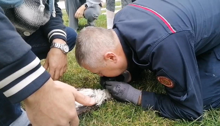 Derede çırpınan martının yardımına itfaiye yetişti. Suni teneffüs yaptı ama…