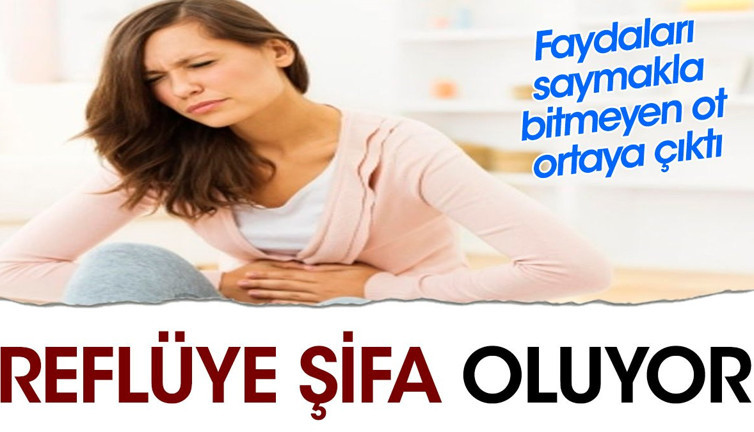 Reflüye şifa oluyor. Faydaları saymakla bitmeyen ot ortaya çıktı