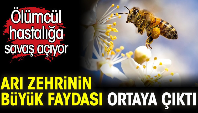 Arı zehrinin büyük faydası ortaya çıktı. Ölümcül hastalığa iyi geliyor