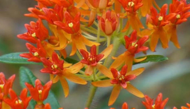 Zatürre otu sadece zatürreye iyi gelmiyor...