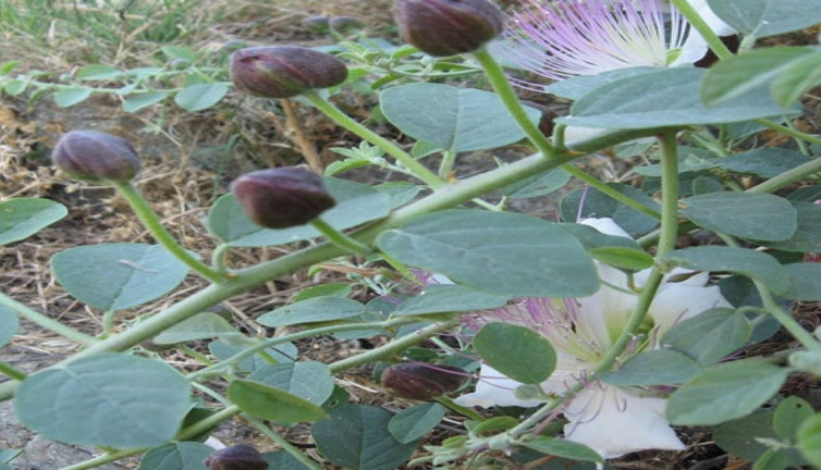 Kedi tırnağı bitkisinin şaşırtan yararları (07 Ocak 2024)