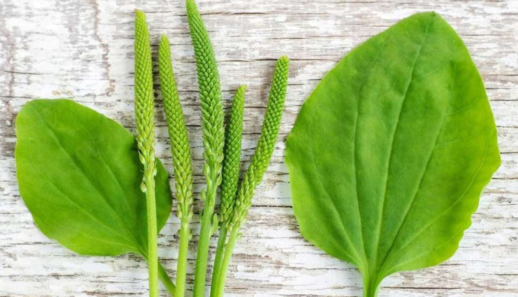 Sinirli yararlı bir ot