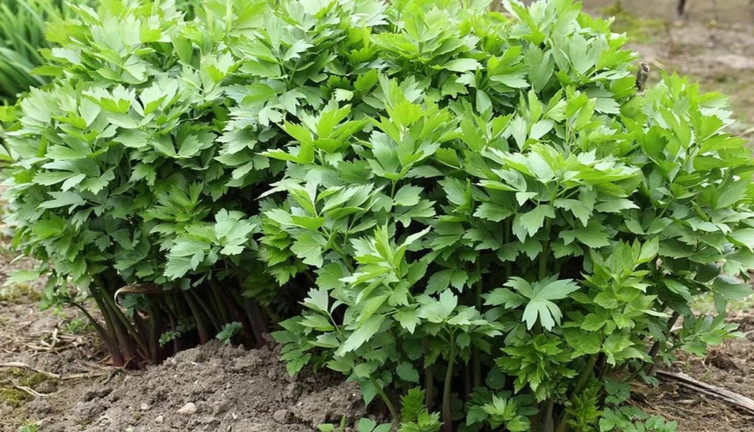 Bu ot yemeklerin lezzetini ikiye katlıyor