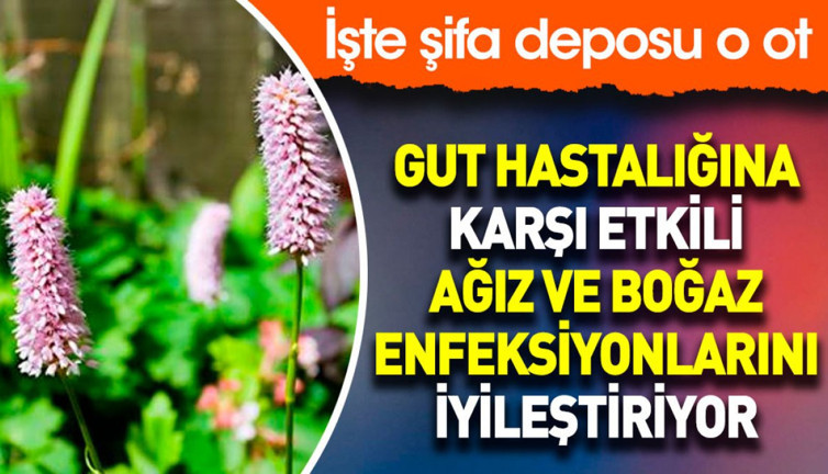 Gut hastalığına karşı etkili. Ağız ve boğaz enfeksiyonlarını iyileştiriyor. İşte şifa deposu o ot