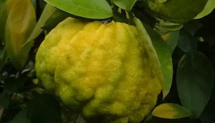 Ağaç Kavunu ne işe yarar (11 Ocak 2024)