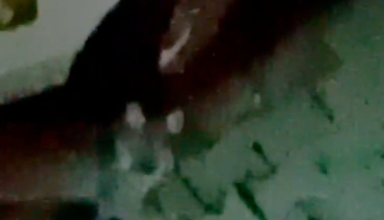 Bolu'da, nesli tükenmekte olan vaşak gözlendi ama şehir içinde gözlendi!