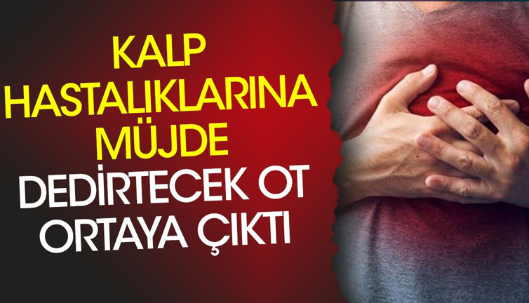 Kalp hastalıklarına müjde dedirtecek ot ortaya çıktı