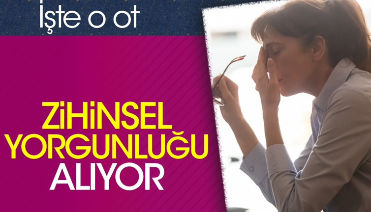 Zihinsel yorgunluğu alıyor. İşte o ot
