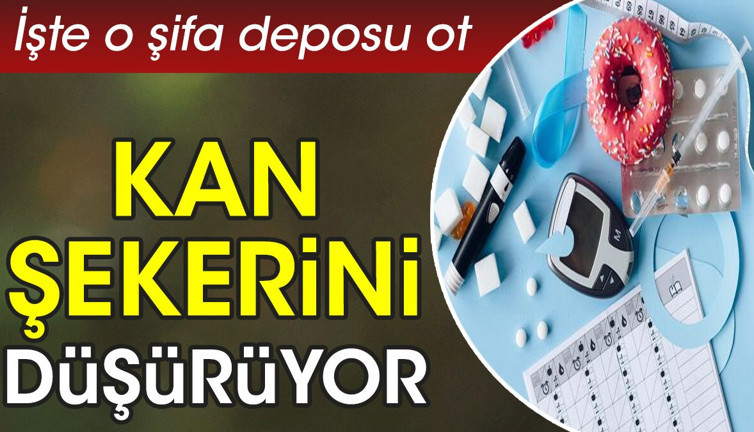 Kan şekerini düşürüyor. İşte o şifa deposu ot