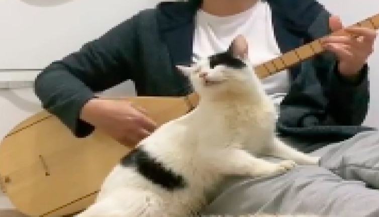 Sahibi türkü söylerken kendinden geçen kediler gündem oldu