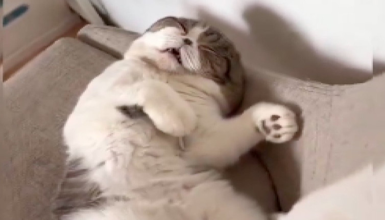 Horlayan kedinin komik anları izleyenleri güldürdü