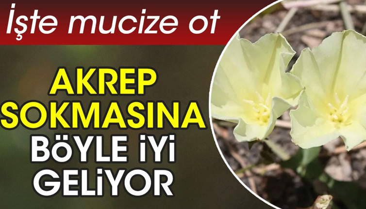 Akrep sokmasına böyle iyi geliyor. İşte mucize ot