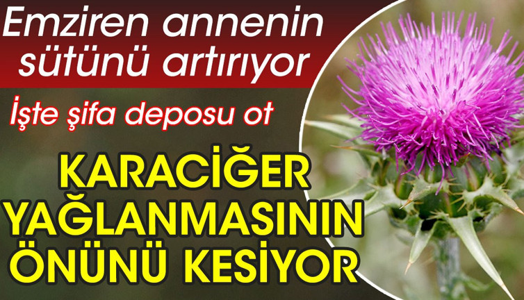 Emziren annenin sütünü artırıyor. Karaciğer yağlanmasının önünü kesiyor. İşte şifa deposu ot