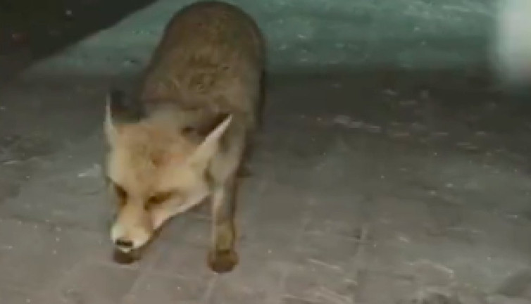 Kars Tren İstasyonu'nda dost tilki: Kendisine yemek veren görevliyi ziyaret eden tilki gündem oldu