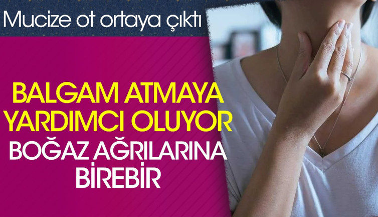 Balgam atmaya yardımcı oluyor. Boğaz ağrılarına birebir. Mucize ot ortaya çıktı