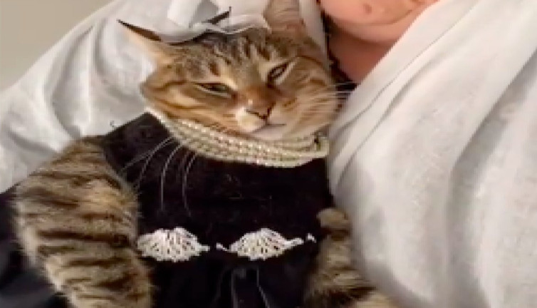 Kedi Tülin'in nikah kombini beğeni topladı