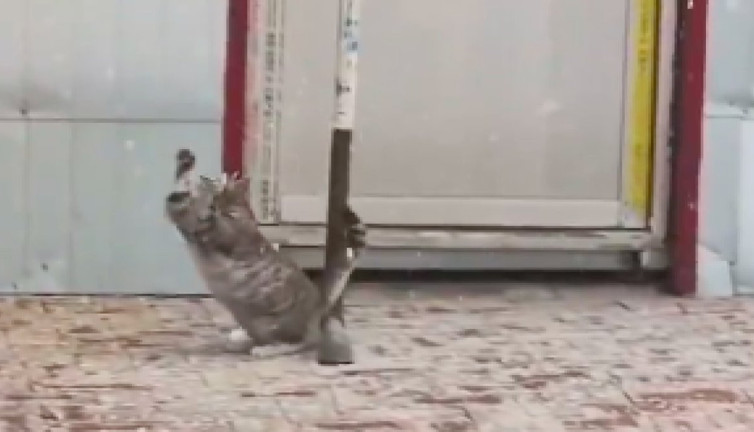 Günün pozitif videosu: Kar tanelerini havada yakalamaya çalışan kedi