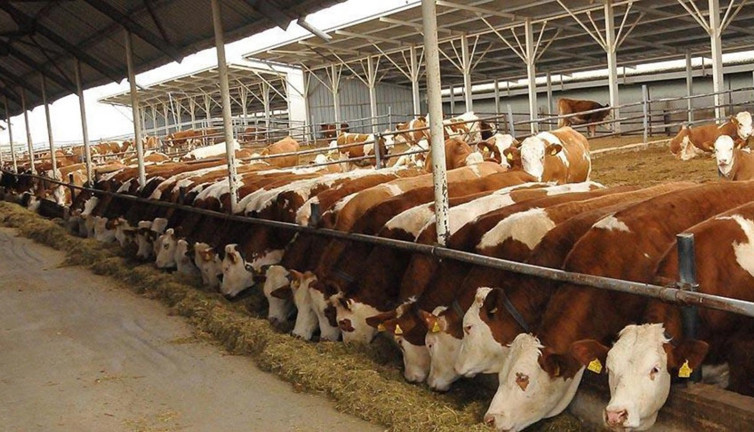 600 bin sığır ithal edilecek ama ithalata rağmen et fiyatları rafta artıyor