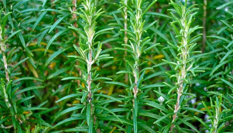 Öğle arasında Biberiye yemek nelere iyi gelir