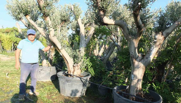 Saksılara ekip ekip satıyorlar, oluk oluk para kazanıyorlar. Dikildiği yıl meyve veriyor