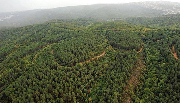 13 ilde orman sınırları dışına çıkarma kararı