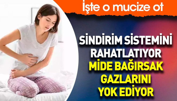 Sindirim sistemini rahatlatıyor. Mide bağırsak gazlarını yok ediyor. İşte o mucize ot