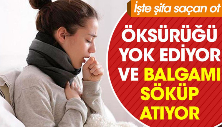 Öksürüğü yok ediyor ve balgamı söküp atıyor. İşte şifa saçan ot