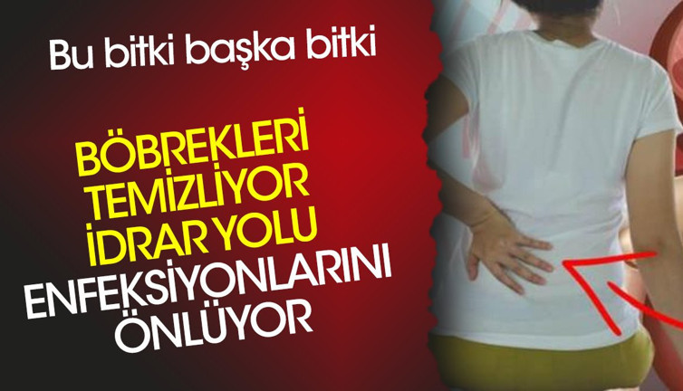 Böbrekleri temizliyor. İdrar yolu enfeksiyonlarını önlüyor. Bu bitki başka bitki