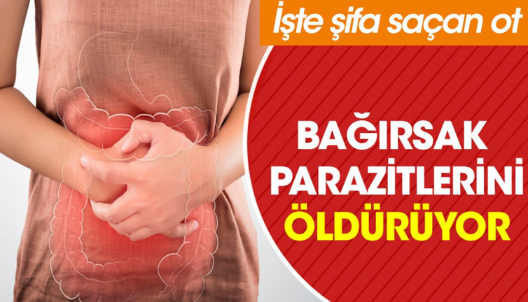 Bağırsak parazitlerini öldürüyor. İşte şifa saçan ot