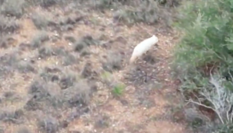 Türkiye'de ilk kez görülen albino çakalın görüntüleri gündem oldu