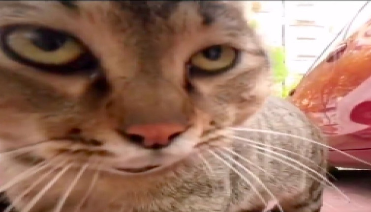 Yakından şahit olun: İki kedinin kafa tutması izleyenleri güldürdü
