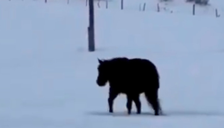 Günün en çok izlenen videosu: Geliyor mu? Gidiyor mu?