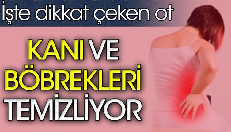 Kanı ve böbrekleri temizliyor. İşte dikkat çeken ot