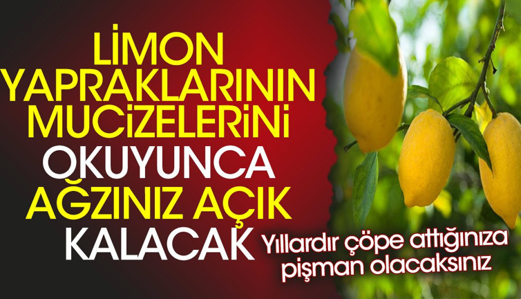 Limon yapraklarının mucizelerini okuyunca ağzınız açık kalacak. Yıllardır çöpe attığınıza pişman olacaksınız