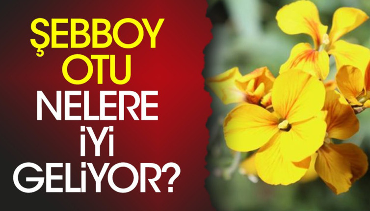 Şebboy otu nelere iyi geliyor?