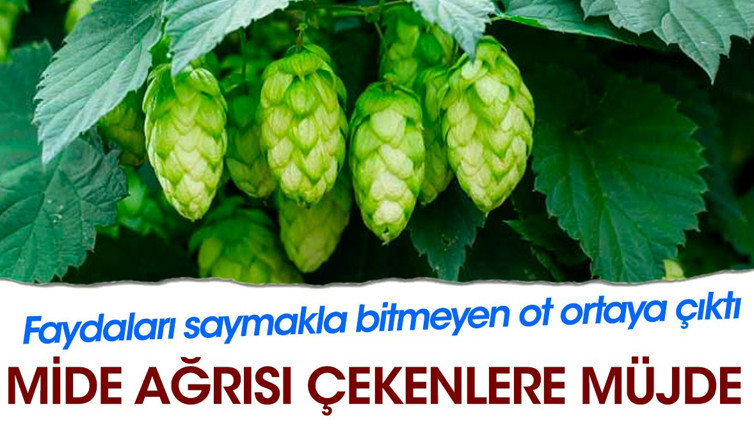 Mide ağrısı çekenlere müjde. Faydaları saymakla bitmeyen ot ortaya çıktı