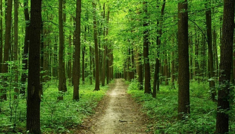 Orman Genel Müdürlüğü döner sermaye değişikliği yayımlandı