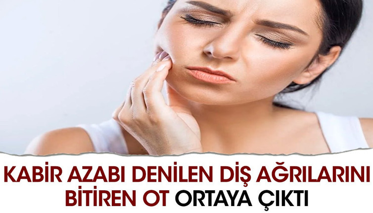 Kabir azabı denilen diş ağrılarını bitiren ot ortaya çıktı