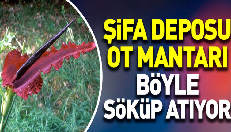 Şifa deposu ot mantarı böyle söküp atıyor