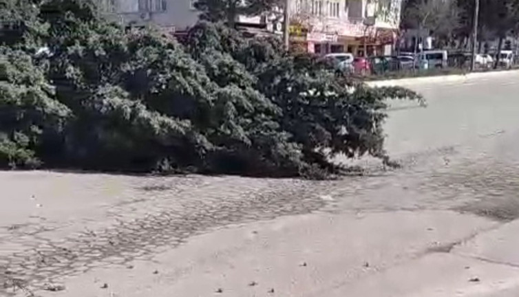 Kahramanmaraş’ta şiddetli fırtına ve rüzgar ağaçları yere serdi