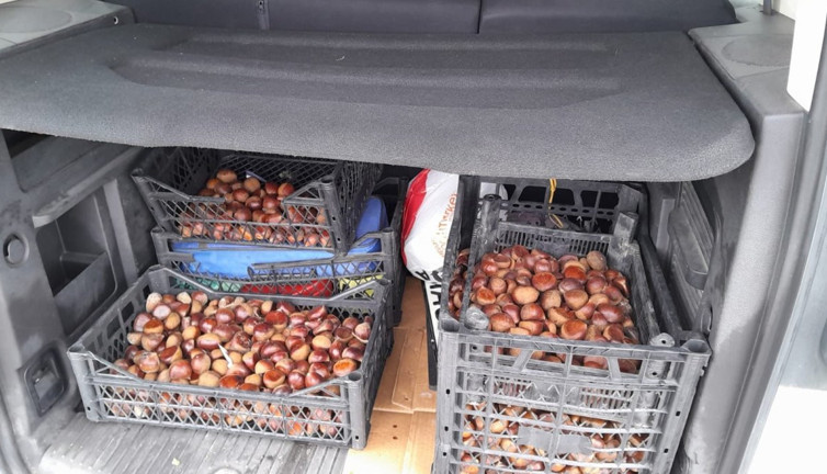 Iğdır’da onlarca kilo Çin kestanesi ele geçirildi