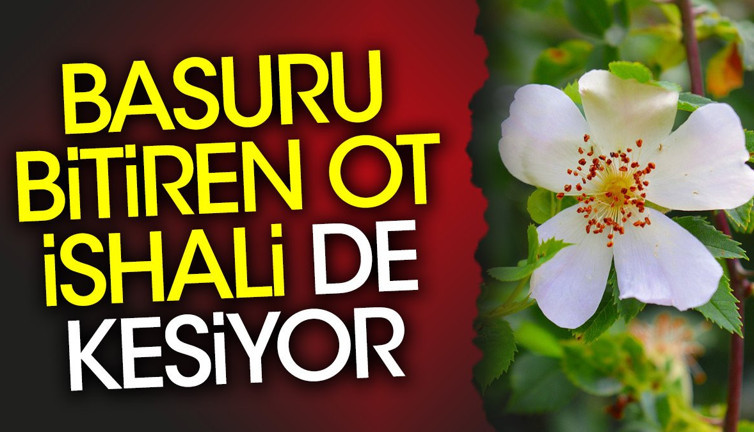 Basuru bitiren ot ishali de kesiyor